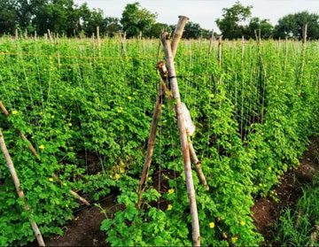 irrigation companies in india PIAL