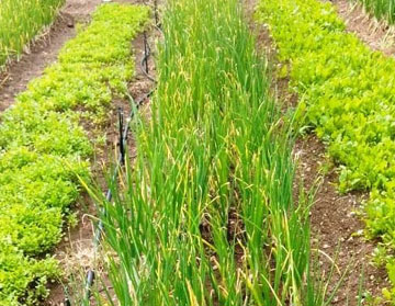 sprinkler irrigation system company in india PIAL