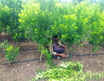 drip irrigation company in india PIAL