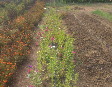 drip irrigation system company in India PIAL