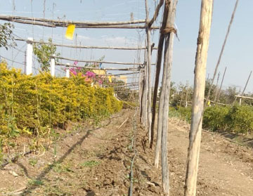 landscape watering company PIAL