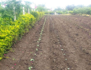 sports field irrigation company PIAL