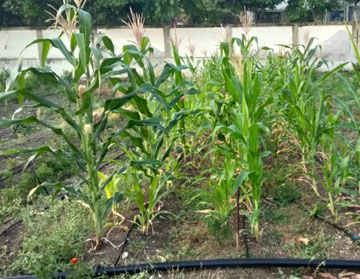 drip irrigation system company in India PIAL